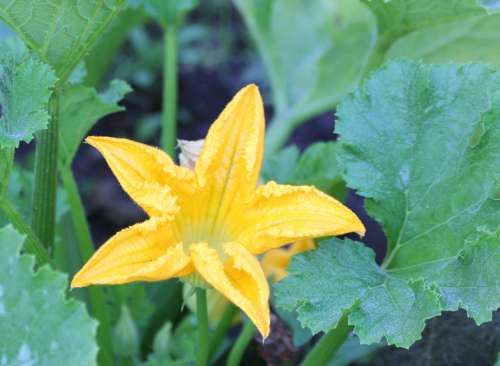 Squash Blossom
